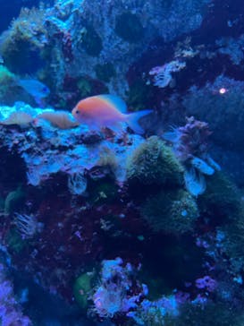 マクセル アクアパーク品川に投稿された画像（2024/3/19）