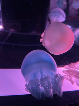 マクセル アクアパーク品川に投稿された画像（2024/3/19）