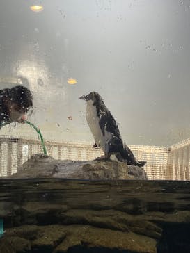 マクセル アクアパーク品川に投稿された画像（2024/3/19）