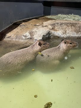 マクセル アクアパーク品川に投稿された画像（2024/3/19）