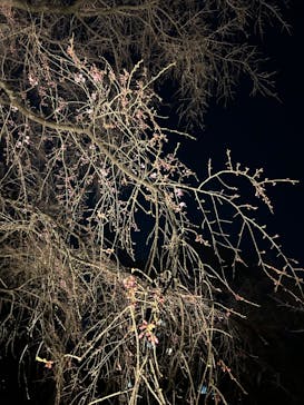 六義園に投稿された画像（2024/3/19）