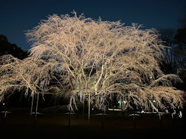 六義園に投稿された画像（2024/3/19）