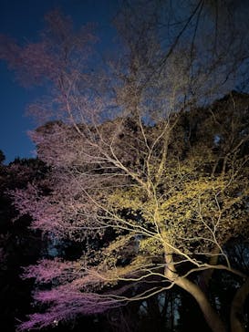 六義園に投稿された画像（2024/3/19）