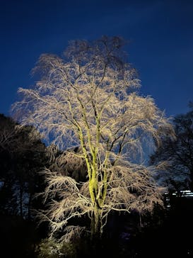 六義園に投稿された画像（2024/3/19）