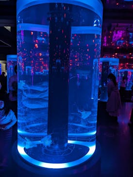 マクセル アクアパーク品川に投稿された画像（2024/3/19）