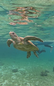 宮古島 ADVENTURE PiPi（ミヤコジマ アドベンチャー ピピ）に投稿された画像（2024/3/19）