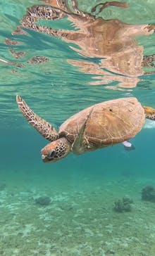 宮古島 ADVENTURE PiPi（ミヤコジマ アドベンチャー ピピ）に投稿された画像（2024/3/19）