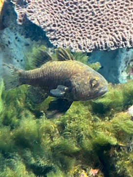 九十九島水族館海きららに投稿された画像（2024/3/19）