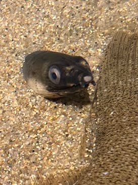 九十九島水族館海きららに投稿された画像（2024/3/19）