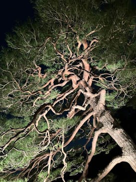 六義園に投稿された画像（2024/3/19）