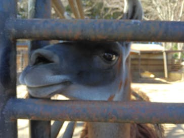 宇都宮動物園に投稿された画像（2024/3/19）