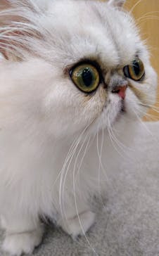 猫カフェモカ　イオンモール水戸内原店に投稿された画像（2024/3/20）