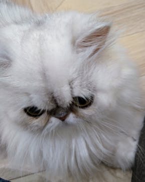 猫カフェモカ　イオンモール水戸内原店に投稿された画像（2024/3/20）