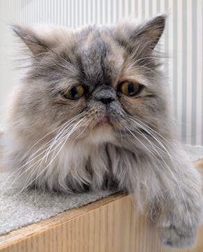 猫カフェモカ　イオンモール水戸内原店に投稿された画像（2024/3/20）