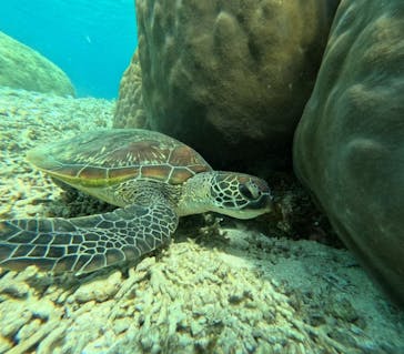 宮古島 ADVENTURE PiPi（ミヤコジマ アドベンチャー ピピ）に投稿された画像（2024/3/20）