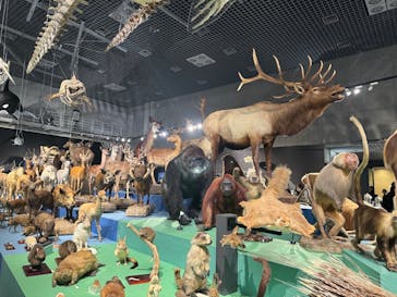 特別展「大哺乳類展３－わけてつなげて大行進」に投稿された画像（2024/3/20）