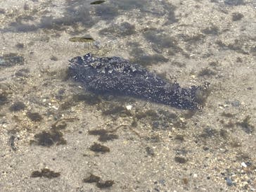 環境水族館アクアマリンふくしまに投稿された画像（2024/3/20）