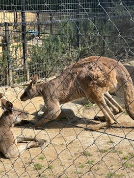 千葉市動物公園に投稿された画像（2024/3/20）