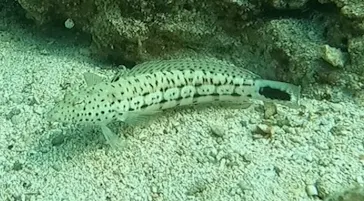 武藤潜水に投稿された画像（2024/3/20）