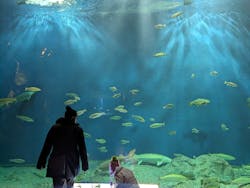 サケのふるさと 千歳水族館に投稿された画像（2024/3/20）