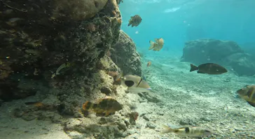 武藤潜水に投稿された画像（2024/3/20）