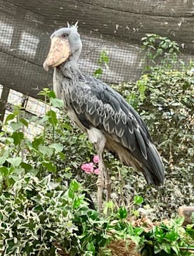 神戸どうぶつ王国に投稿された画像（2024/3/20）