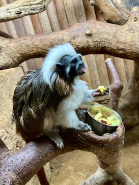 神戸どうぶつ王国に投稿された画像（2024/3/20）