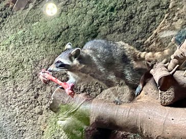 神戸どうぶつ王国に投稿された画像（2024/3/20）