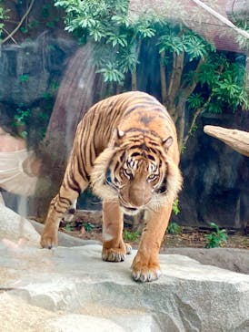 神戸どうぶつ王国に投稿された画像（2024/3/20）