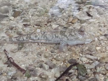 名古屋港水族館に投稿された画像（2024/3/20）