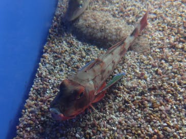 名古屋港水族館に投稿された画像（2024/3/20）