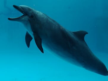 名古屋港水族館に投稿された画像（2024/3/20）