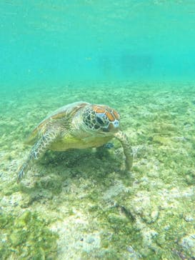 宮古島 ADVENTURE PiPi（ミヤコジマ アドベンチャー ピピ）に投稿された画像（2024/3/20）