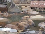 伊豆シャボテン動物公園に投稿された画像（2024/3/19）