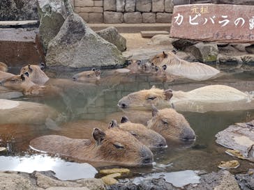 伊豆シャボテン動物公園に投稿された画像（2024/3/19）
