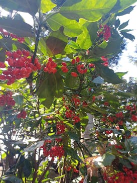 伊豆シャボテン動物公園に投稿された画像（2024/3/19）