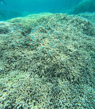 宮古島 ADVENTURE PiPi（ミヤコジマ アドベンチャー ピピ）に投稿された画像（2024/3/20）