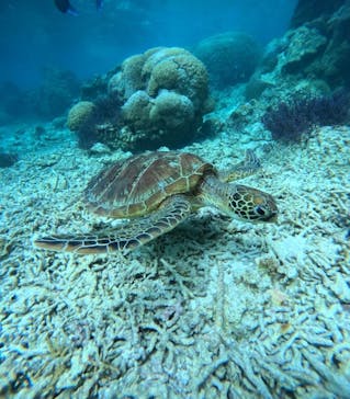 宮古島 ADVENTURE PiPi（ミヤコジマ アドベンチャー ピピ）に投稿された画像（2024/3/20）