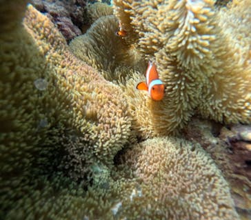 宮古島 ADVENTURE PiPi（ミヤコジマ アドベンチャー ピピ）に投稿された画像（2024/3/20）