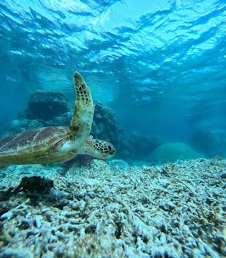 宮古島 ADVENTURE PiPi（ミヤコジマ アドベンチャー ピピ）に投稿された画像（2024/3/20）