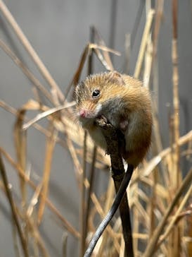 世界淡水魚園水族館　アクア・トトぎふに投稿された画像（2024/3/20）