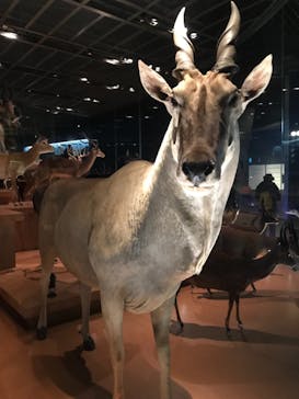 国立科学博物館に投稿された画像（2024/3/20）