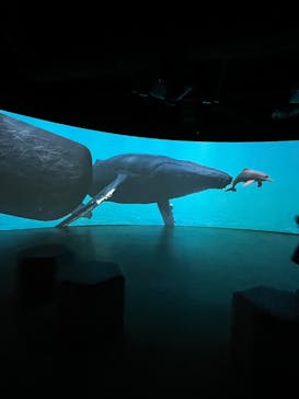 カワスイ 川崎⽔族館に投稿された画像（2024/3/20）
