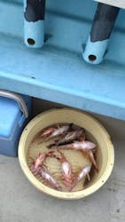 船釣り船上バーベキュー崎っぽ料理松新に投稿された画像（2024/3/20）