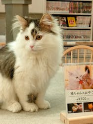 猫カフェモカ　イオンモール高崎店に投稿された画像（2024/3/20）
