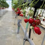 ICHIGOHOUSE.HITACHINAKAに投稿された画像（2024/3/20）