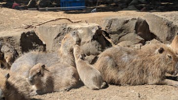 伊豆シャボテン動物公園に投稿された画像（2024/3/20）