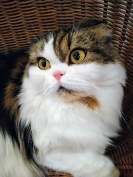 猫カフェモカ　池袋東口店に投稿された画像（2024/3/20）