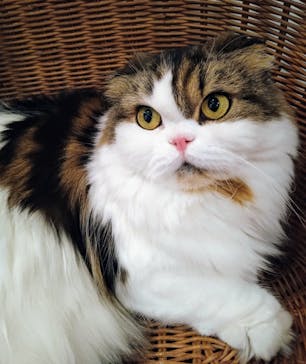 猫カフェモカ　池袋東口店に投稿された画像（2024/3/20）