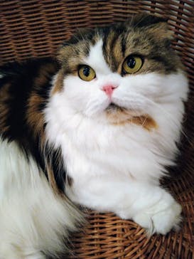 猫カフェモカ　池袋東口店に投稿された画像（2024/3/20）